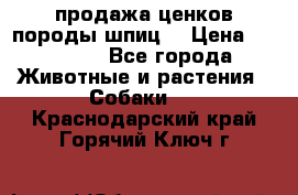 продажа ценков породы шпиц  › Цена ­ 35 000 - Все города Животные и растения » Собаки   . Краснодарский край,Горячий Ключ г.